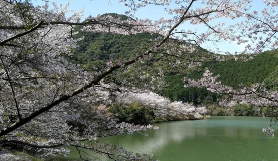 島ノ瀬ダムの桜