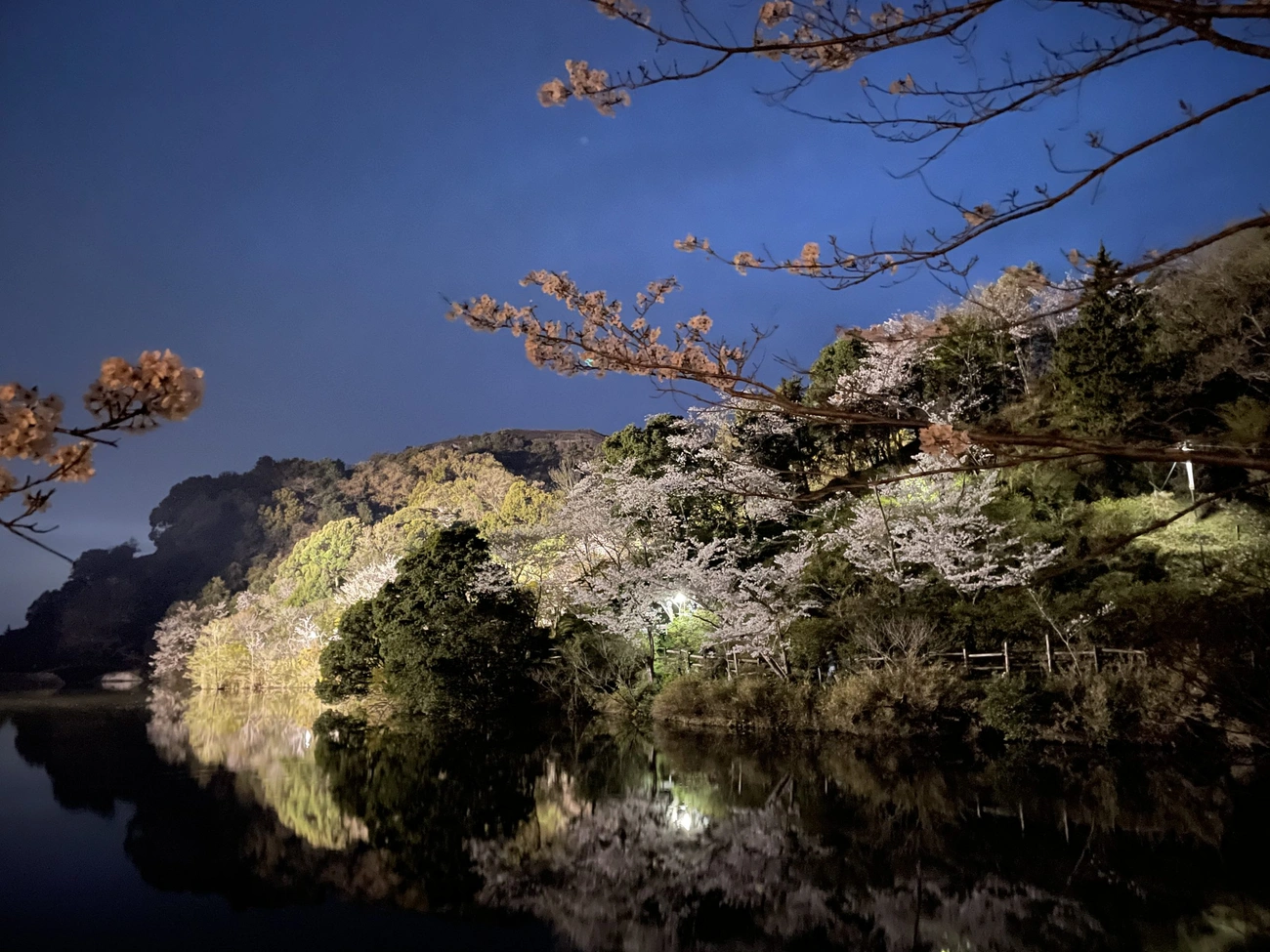 動鳴気峡の桜