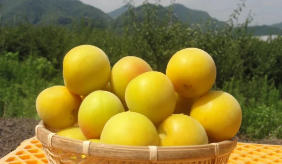 みなべの南高梅で作る梅シロップ体験