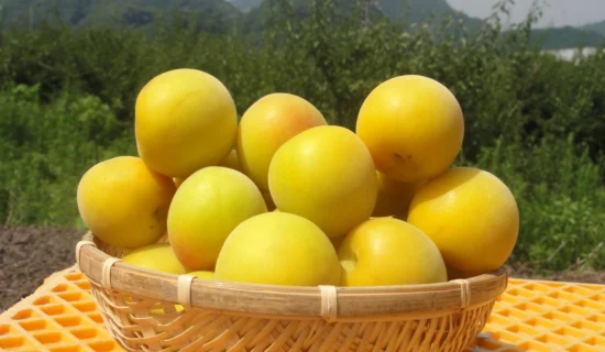 用南高梅製作的梅糖漿體驗