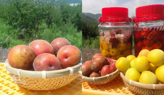 梅シロップ作り